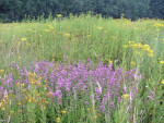 Wilde Marjolein